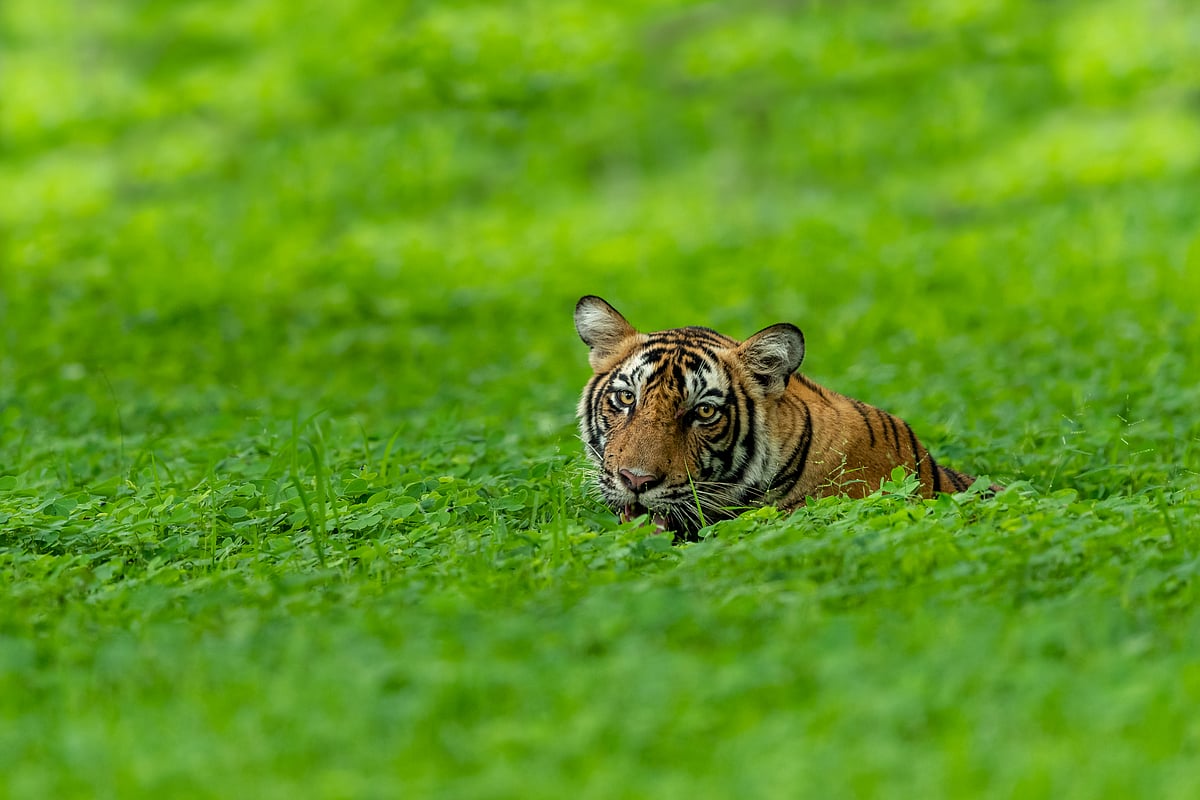A tiger on a rainy day at Kanha Tiger Reserve